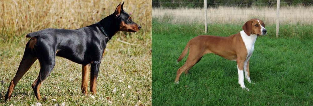 Hygenhund vs German Pinscher - Breed Comparison