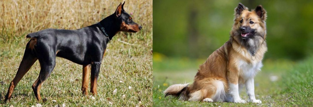 Icelandic Sheepdog vs German Pinscher - Breed Comparison