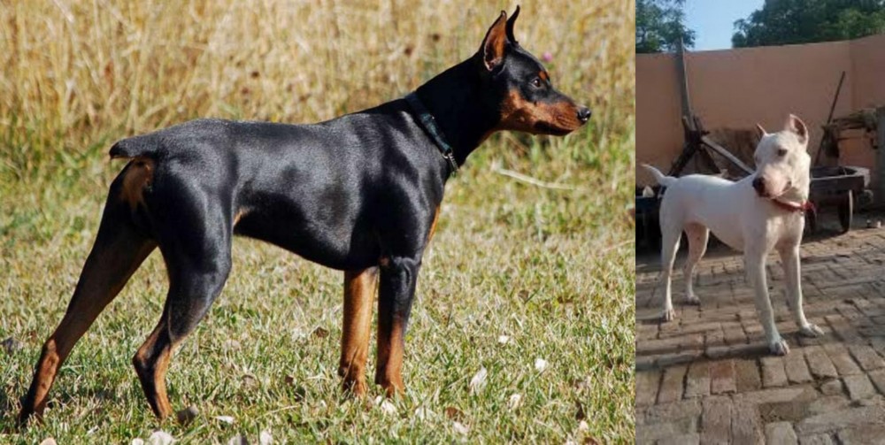 Indian Bull Terrier vs German Pinscher - Breed Comparison