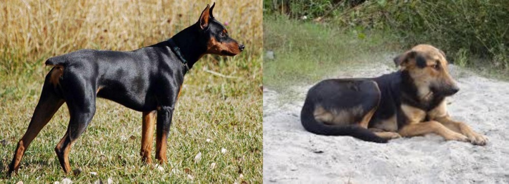 Indian Pariah Dog vs German Pinscher - Breed Comparison