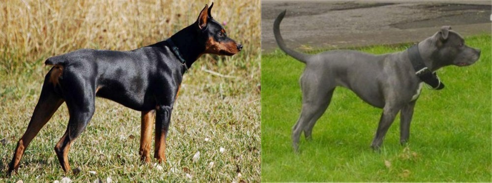 Irish Bull Terrier vs German Pinscher - Breed Comparison