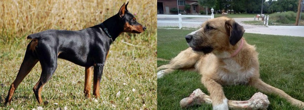 Irish Mastiff Hound vs German Pinscher - Breed Comparison