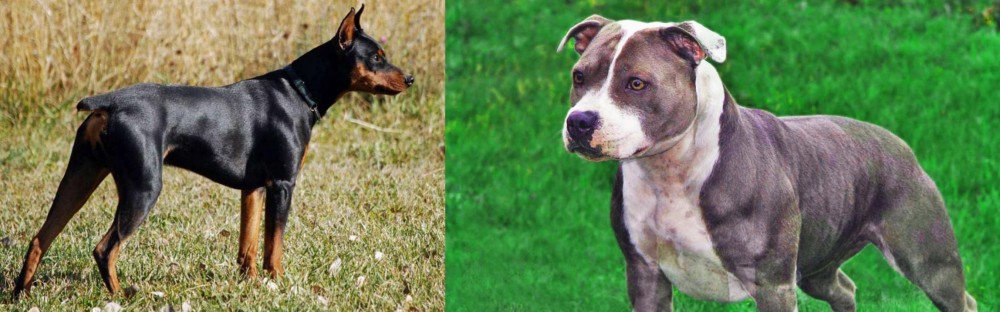 Irish Staffordshire Bull Terrier vs German Pinscher - Breed Comparison