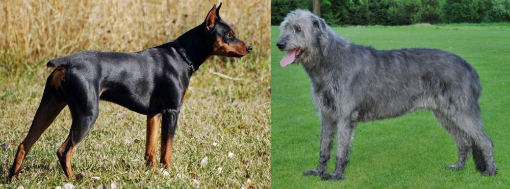 Irish Wolfhound vs German Pinscher - Breed Comparison