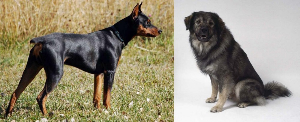 Istrian Sheepdog vs German Pinscher - Breed Comparison