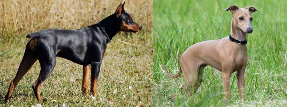 Italian Greyhound vs German Pinscher - Breed Comparison