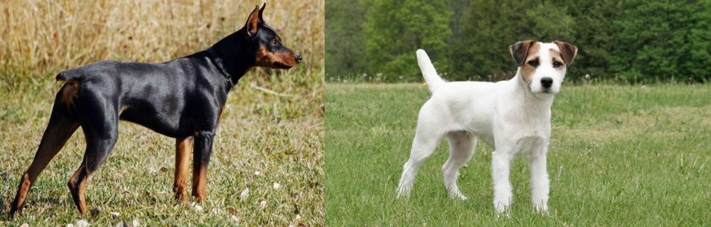 Jack Russell Terrier vs German Pinscher - Breed Comparison