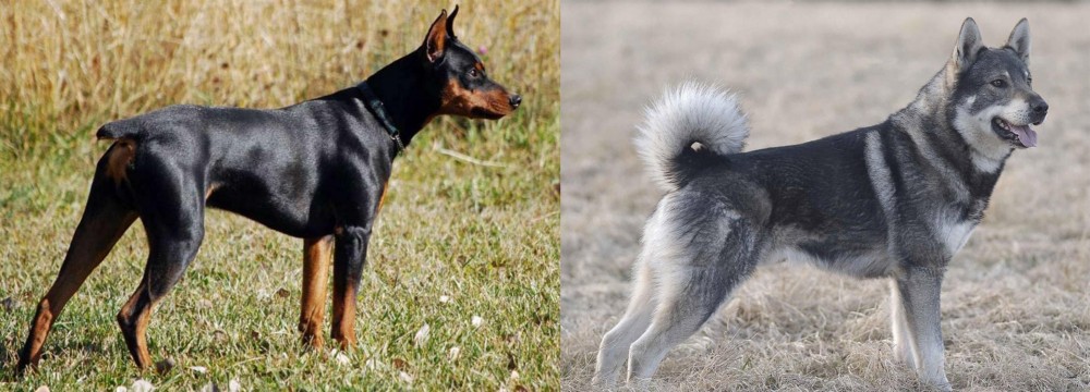 Jamthund vs German Pinscher - Breed Comparison