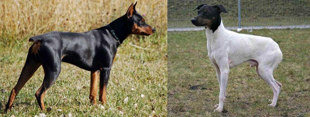 Japanese Terrier vs German Pinscher - Breed Comparison