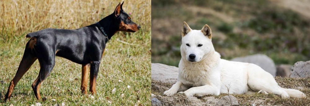 Jindo vs German Pinscher - Breed Comparison