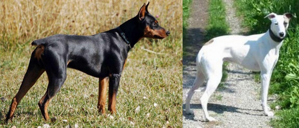 Kaikadi vs German Pinscher - Breed Comparison