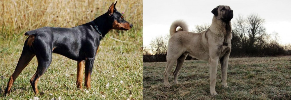 Kangal Dog vs German Pinscher - Breed Comparison