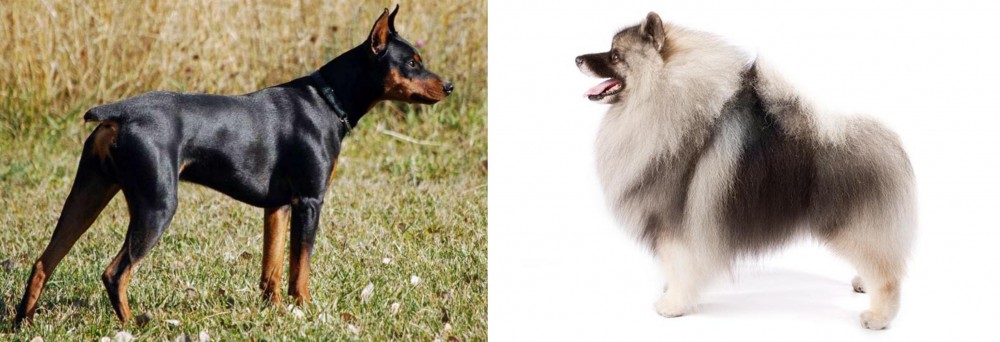 Keeshond vs German Pinscher - Breed Comparison