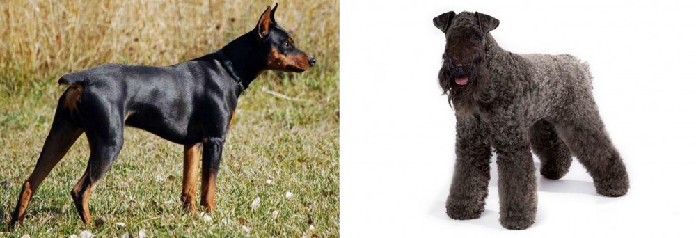 Kerry Blue Terrier vs German Pinscher - Breed Comparison