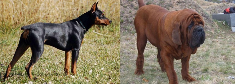 Korean Mastiff vs German Pinscher - Breed Comparison