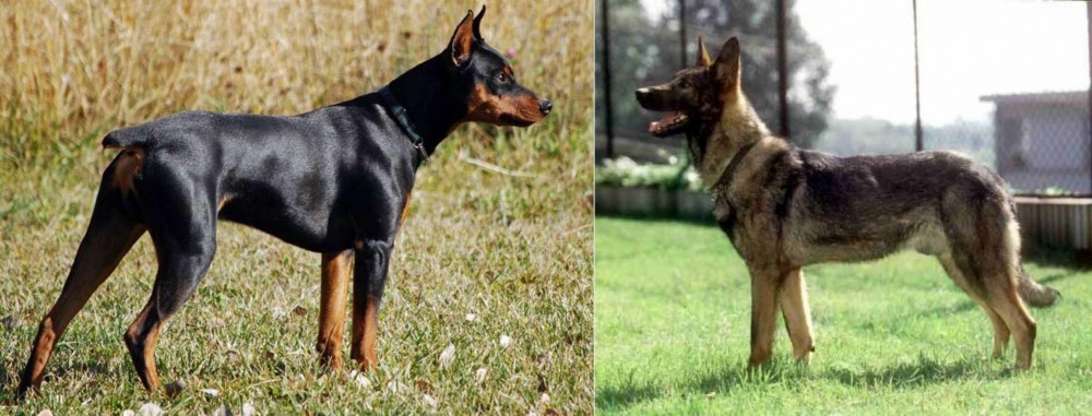 Kunming Dog vs German Pinscher - Breed Comparison