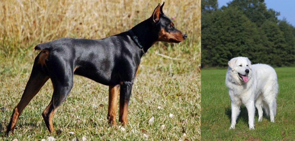 Kuvasz vs German Pinscher - Breed Comparison