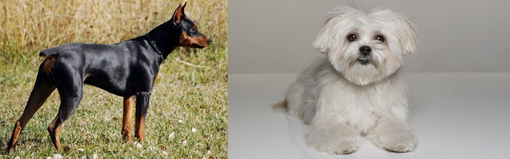Kyi-Leo vs German Pinscher - Breed Comparison
