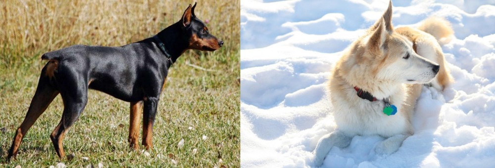 Labrador Husky vs German Pinscher - Breed Comparison