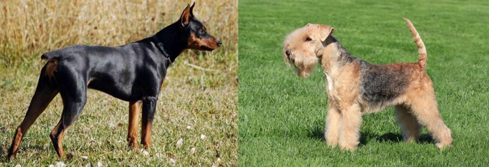Lakeland Terrier vs German Pinscher - Breed Comparison