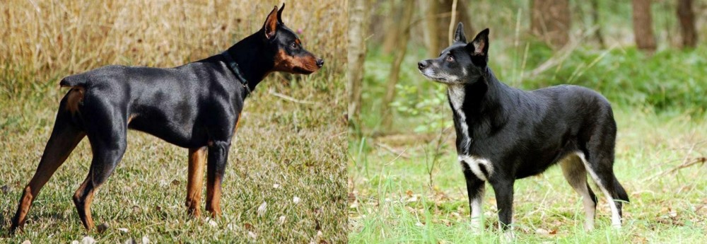 Lapponian Herder vs German Pinscher - Breed Comparison