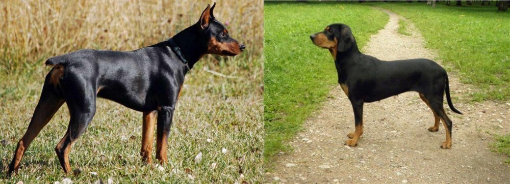 Latvian Hound vs German Pinscher - Breed Comparison