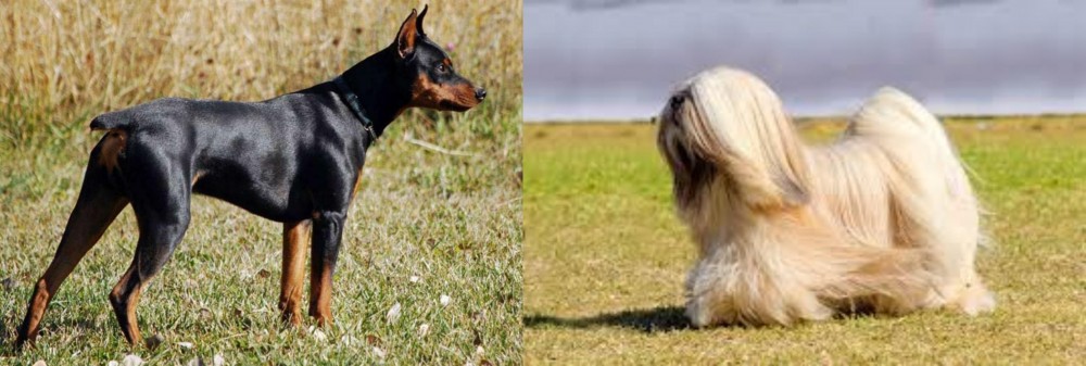 Lhasa Apso vs German Pinscher - Breed Comparison