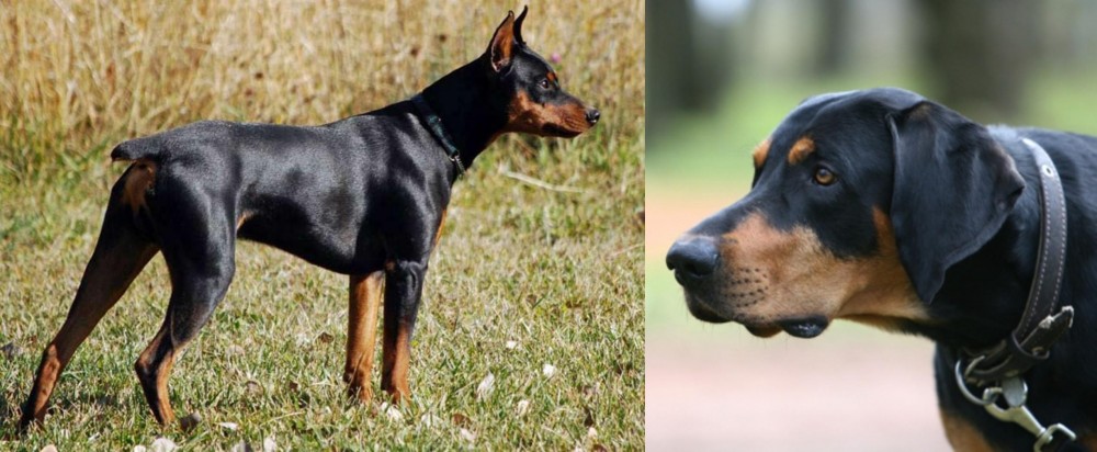 Lithuanian Hound vs German Pinscher - Breed Comparison