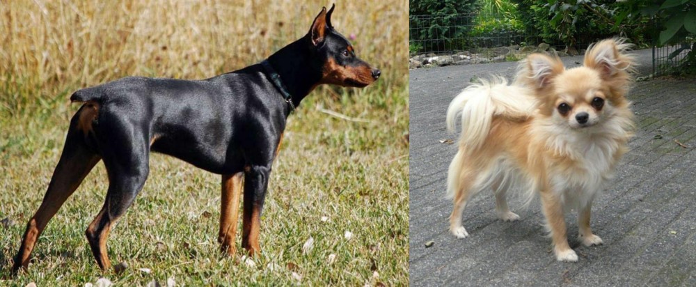 Long Haired Chihuahua vs German Pinscher - Breed Comparison