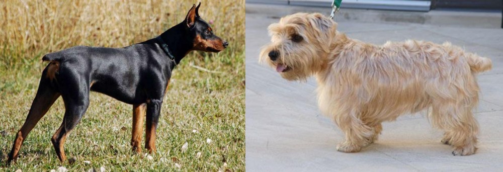 Lucas Terrier vs German Pinscher - Breed Comparison