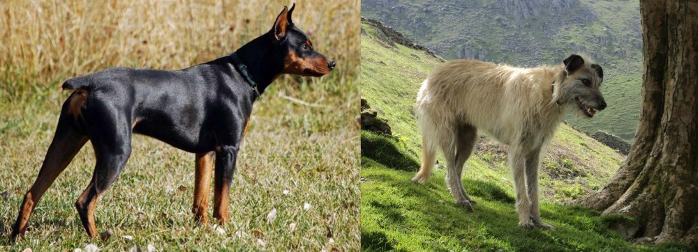Lurcher vs German Pinscher - Breed Comparison