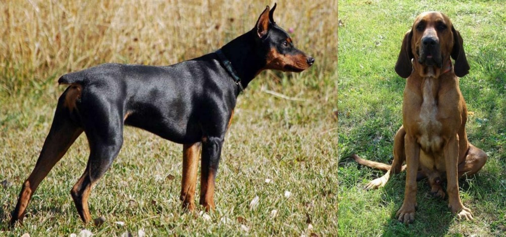 Majestic Tree Hound vs German Pinscher - Breed Comparison