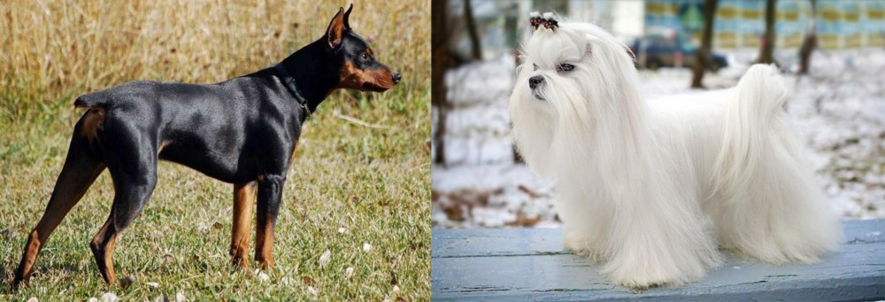 Maltese vs German Pinscher - Breed Comparison