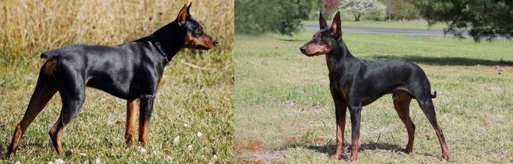 Manchester Terrier vs German Pinscher - Breed Comparison