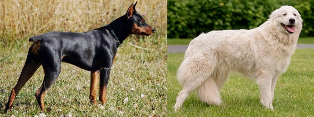 Maremma Sheepdog vs German Pinscher - Breed Comparison