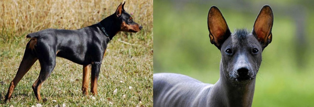 Mexican Hairless vs German Pinscher - Breed Comparison