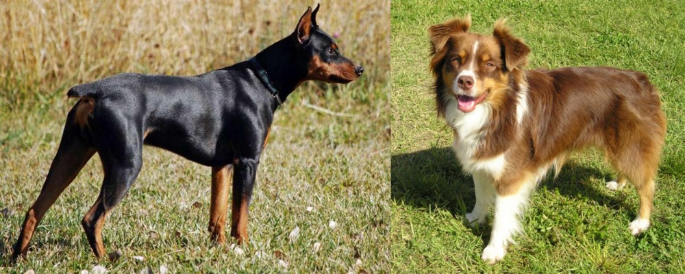 Miniature Australian Shepherd vs German Pinscher - Breed Comparison