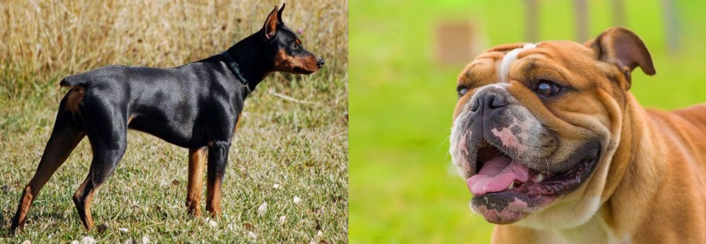 Miniature English Bulldog vs German Pinscher - Breed Comparison
