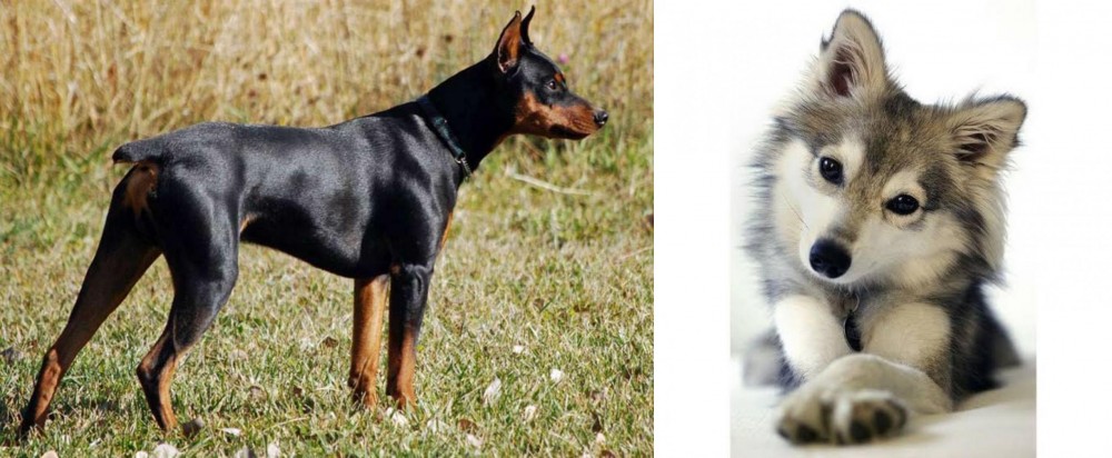 Miniature Siberian Husky vs German Pinscher - Breed Comparison