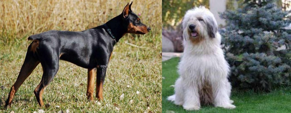 Mioritic Sheepdog vs German Pinscher - Breed Comparison