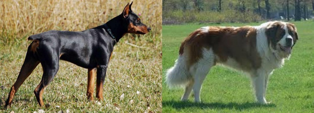Moscow Watchdog vs German Pinscher - Breed Comparison