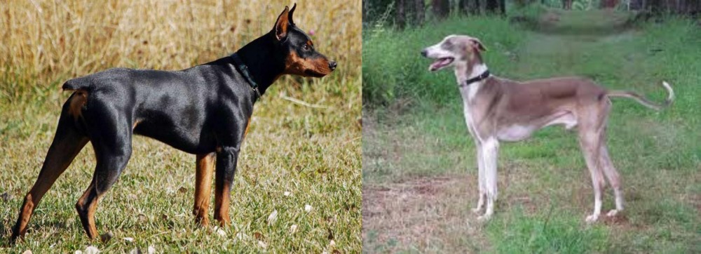 Mudhol Hound vs German Pinscher - Breed Comparison
