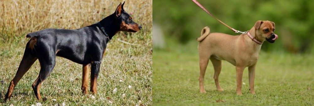 Muggin vs German Pinscher - Breed Comparison