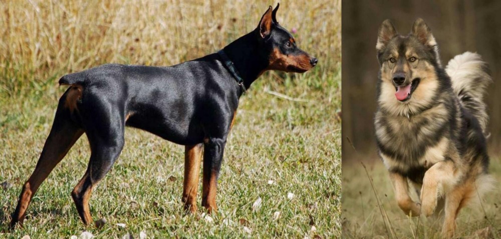 Native American Indian Dog vs German Pinscher - Breed Comparison