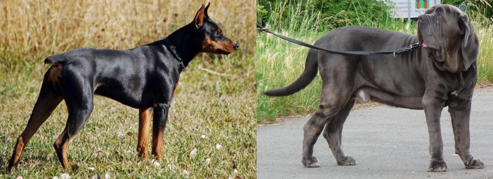 Neapolitan Mastiff vs German Pinscher - Breed Comparison