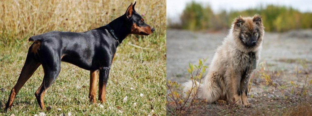 Nenets Herding Laika vs German Pinscher - Breed Comparison