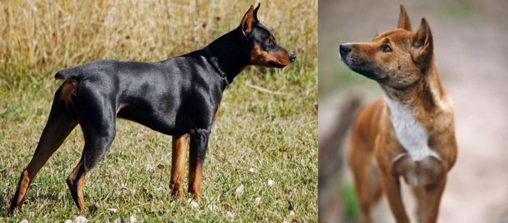 New Guinea Singing Dog vs German Pinscher - Breed Comparison