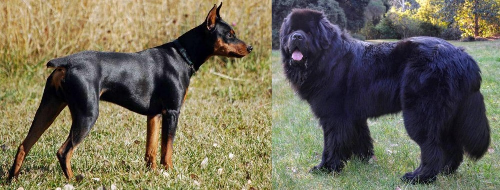 Newfoundland Dog vs German Pinscher - Breed Comparison