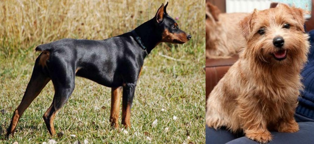 Norfolk Terrier vs German Pinscher - Breed Comparison
