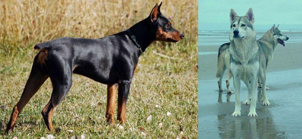 Northern Inuit Dog vs German Pinscher - Breed Comparison